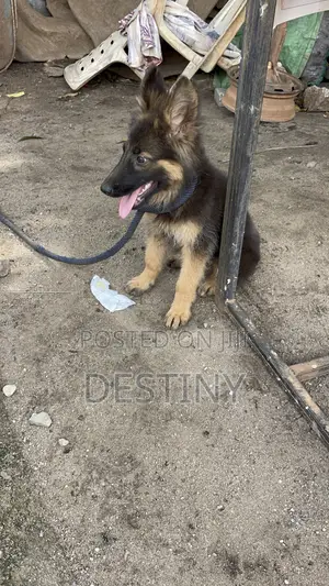 3-6 months Female Purebred German Shepherd