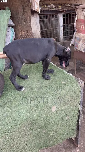 3-6 months Female Purebred Cane Corso