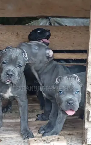 1-3 months Female Purebred Cane Corso