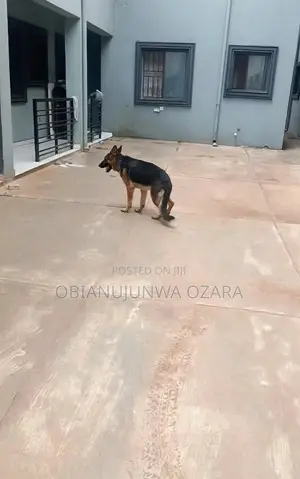 6-12 months Female Purebred German Shepherd