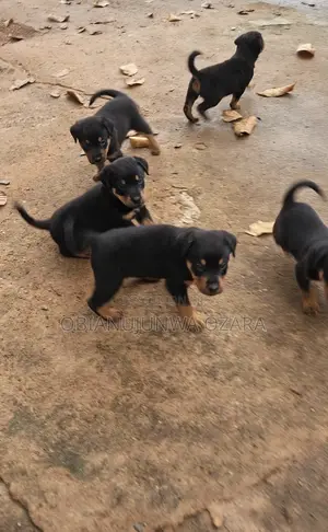 1-3 months Female Purebred Rottweiler