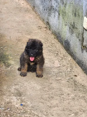 1-3 months Female Purebred Caucasian Shepherd