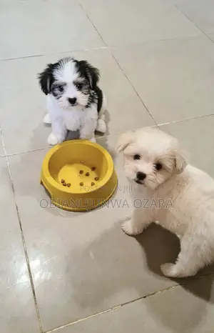 1-3 months Female Purebred Lhasa Apso