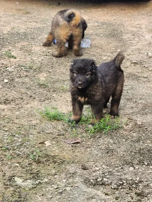 1-3 months Female Purebred Caucasian Shepherd