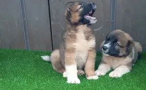 3-6 months Female Purebred Caucasian Shepherd