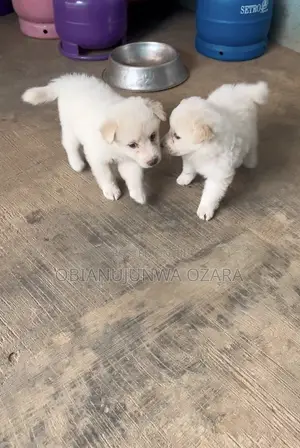 1-3 months Female Purebred American Eskimo