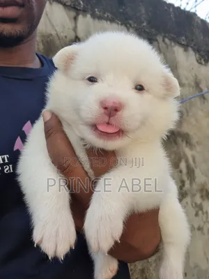 0-1 month Male Purebred American Eskimo