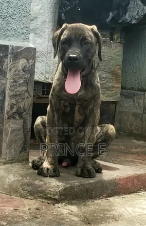 1-3 months Male Purebred Boerboel