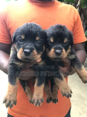 1-3 months Female Purebred Rottweiler