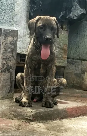 1-3 months Male Purebred Boerboel