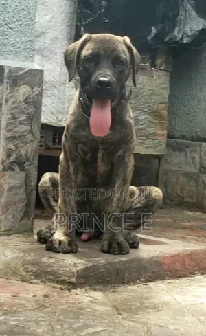 1-3 months Male Purebred Boerboel