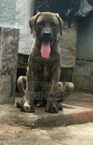 1-3 months Male Purebred Boerboel