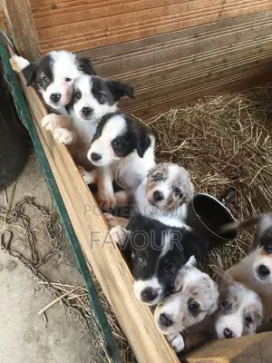 1-3 months Female Mixed Breed Border Collie