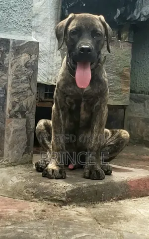 1-3 months Male Purebred Boerboel