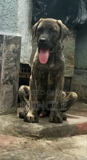 1-3 months Male Purebred Boerboel