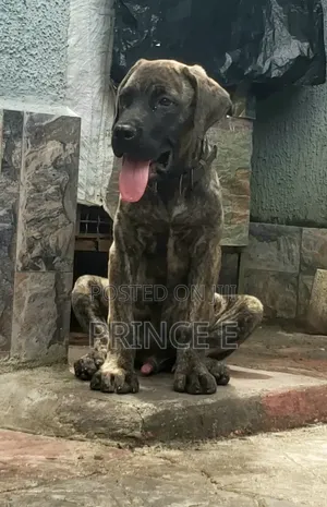 1-3 months Male Purebred Boerboel