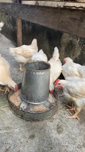 6 Weeks Old Broiler Chickens for Sale – Healthy and Well Grown