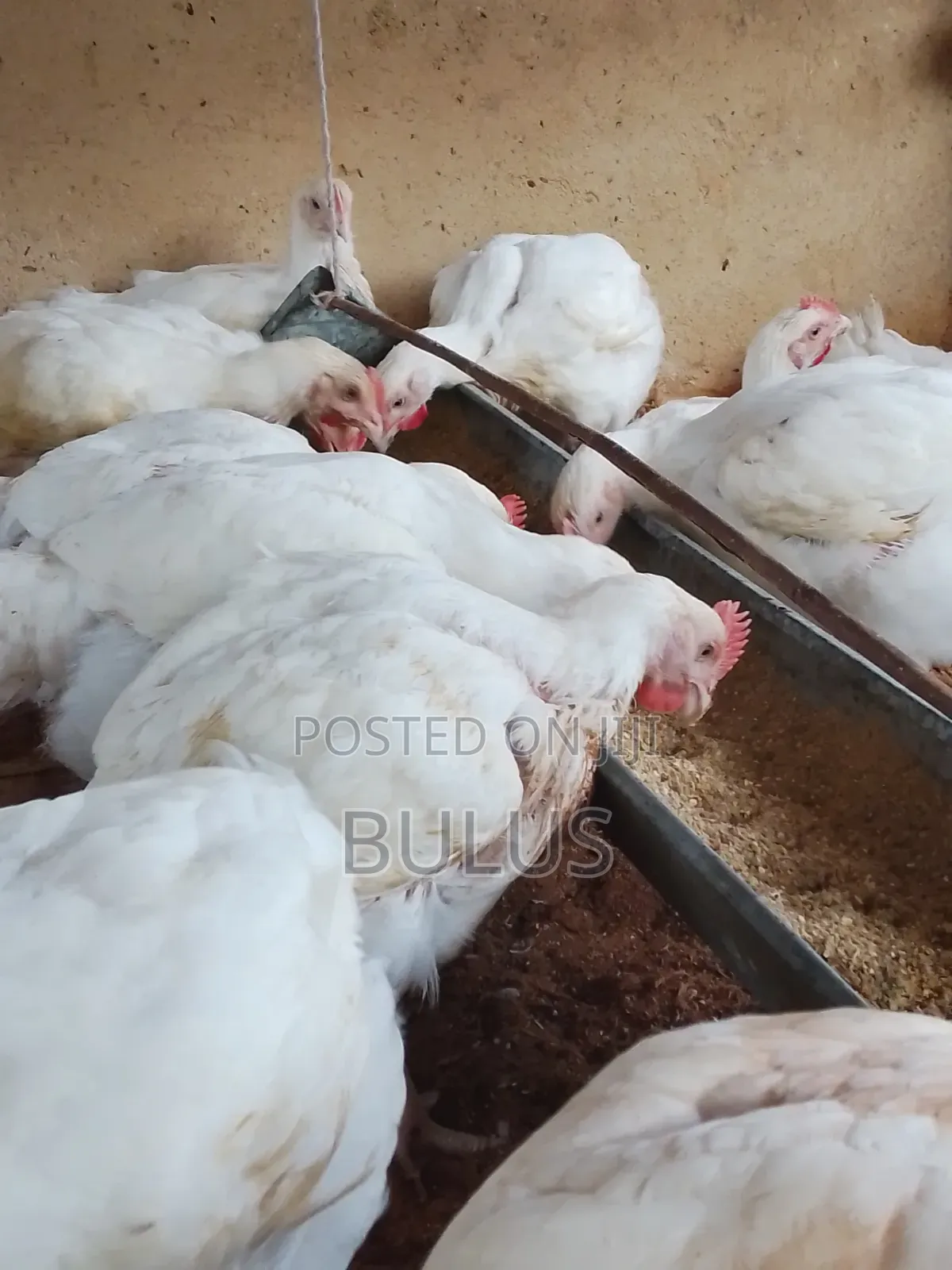 6weeks Chicken for Sell