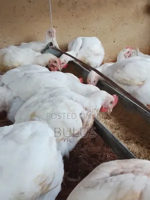 6weeks Chicken for Sell