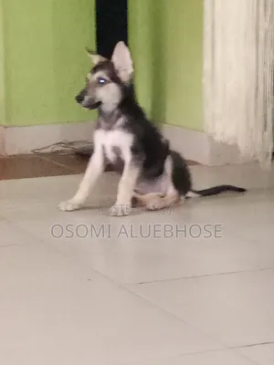 1-3 months Male Purebred German Shepherd