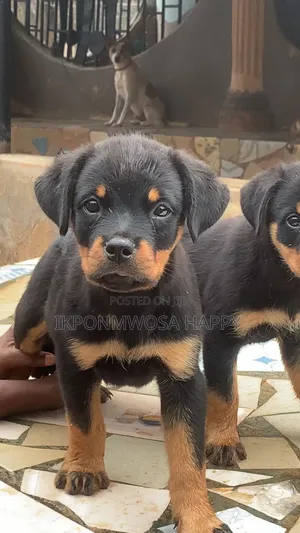 1-3 months Female Purebred Rottweiler