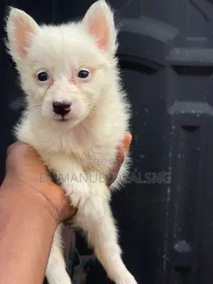 1-3 months Female Purebred American Eskimo