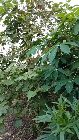 6 Acres of Land