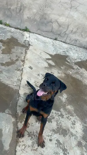 6-12 months Male Purebred Rottweiler