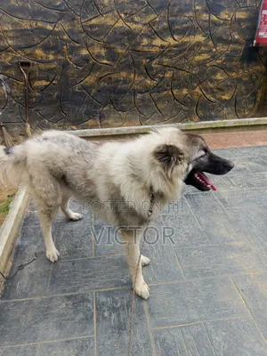 6-12 months Male Purebred Caucasian Shepherd