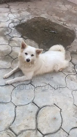 1+ year Female Purebred American Eskimo