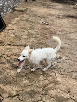 3-6 months Male Purebred American Eskimo