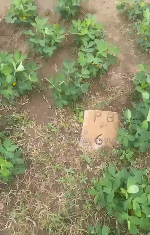 Over 100 Acres of Land for Sale- Ibadan Express Way