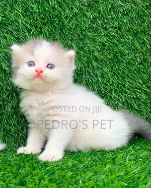 1-3 months Male Purebred Persian