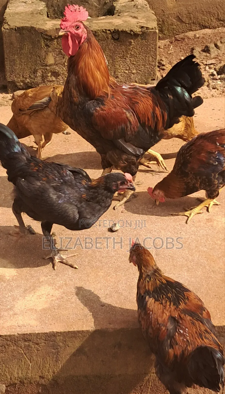 Giant Noiler Rooster. 