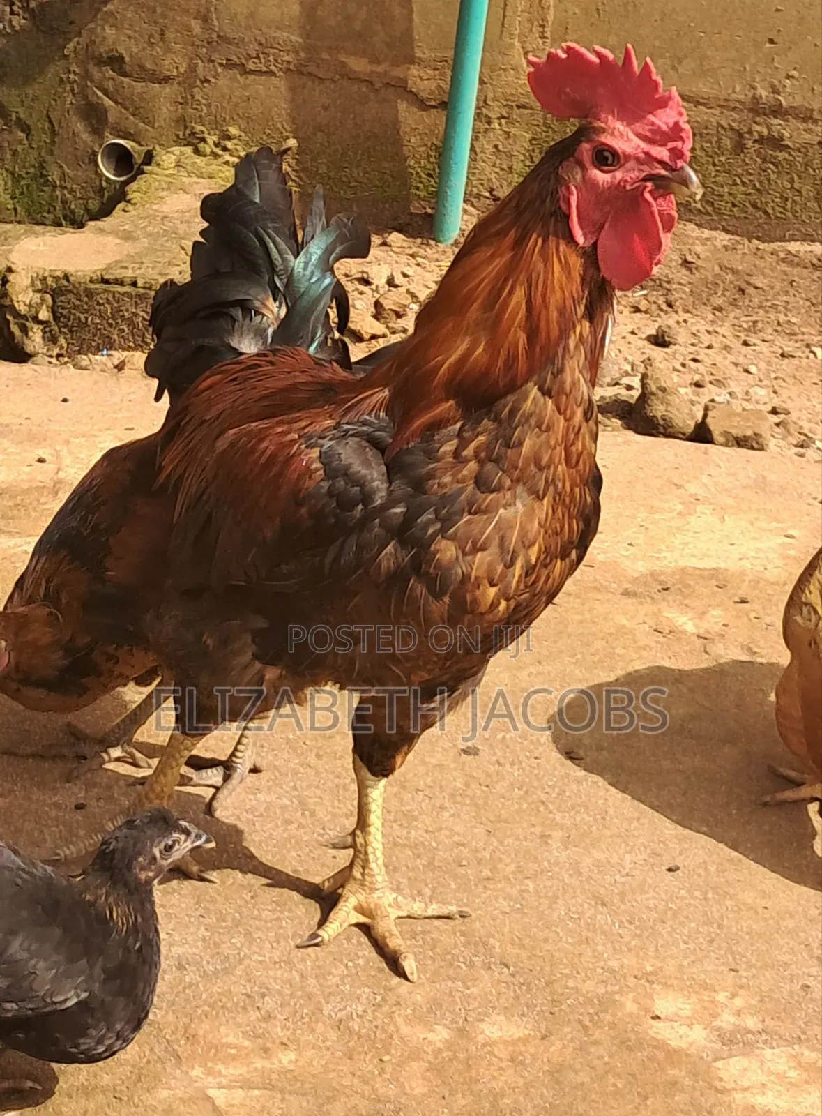Giant Noiler Rooster. 
