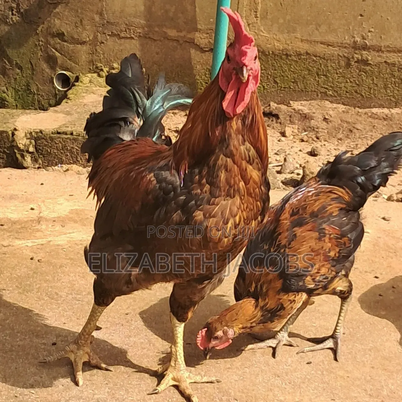 Giant Noiler Rooster. 