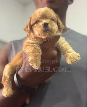 1-3 months Female Purebred Lhasa Apso