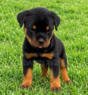 1-3 months Female Purebred Rottweiler