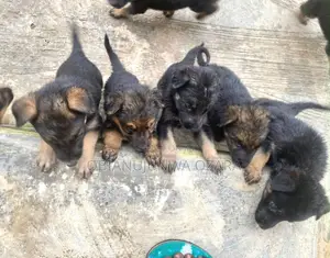 1-3 months Female Purebred German Shepherd
