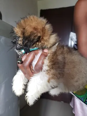 1-3 months Female Mixed Breed Pekingese