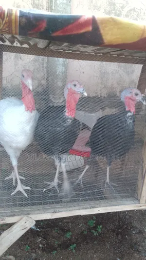 Local Adult Turkey for Sale