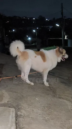 1+ year Male Purebred Caucasian Shepherd