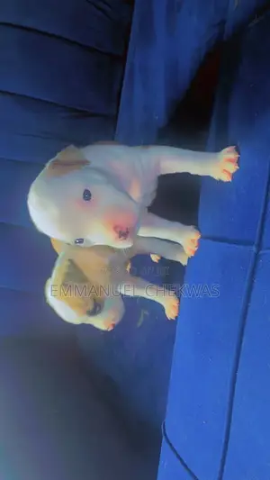 1-3 months Male Purebred American Pit Bull Terrier