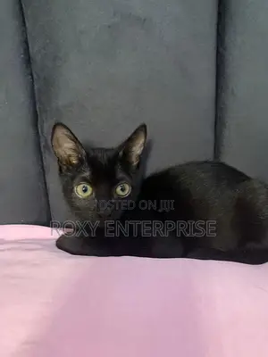 3-6 months Female Mixed Breed American Shorthair