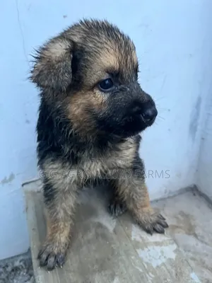 1-3 months Male Purebred German Shepherd