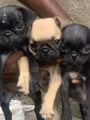 1-3 months Female Purebred Pug