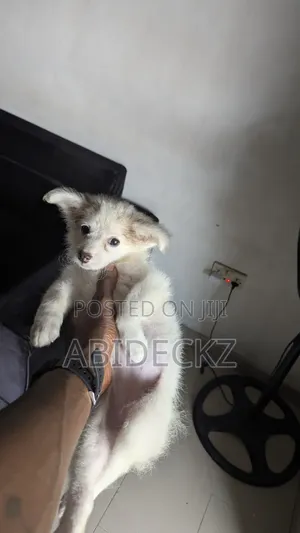 1-3 months Male Purebred American Eskimo