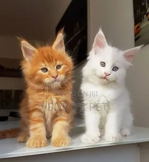 1-3 months Male Purebred Maine Coon