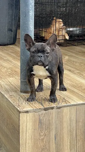 6-12 months Female Purebred French Bulldog