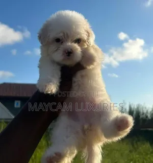 1-3 months Female Purebred American Eskimo